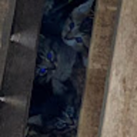 megnis23